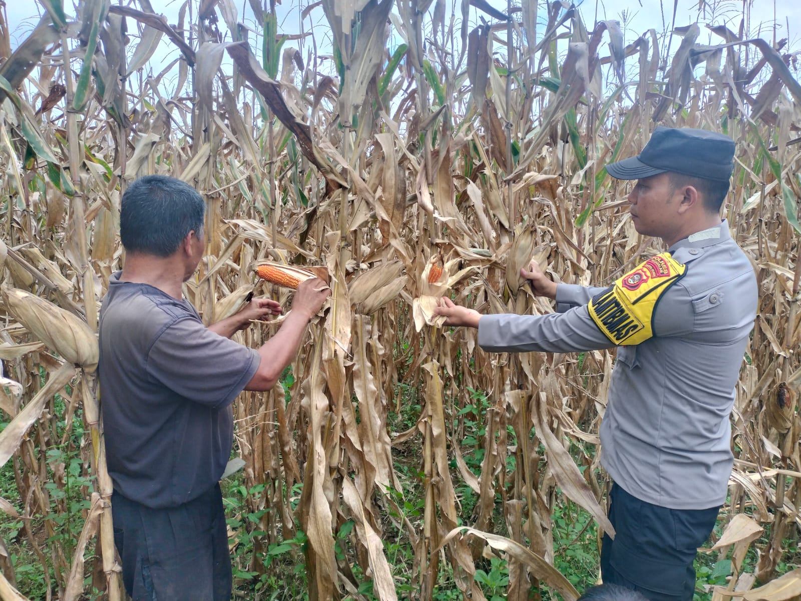 Panen Jagung Pakan di Selibar: Polres Pagaralam & Warga Wujudkan Ketahanan Pangan Nasional